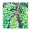 Abies de Lourdes - Saint Germain - Imagen 2