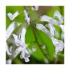 Abundância (Abundancia) - Saint Germain - Imagen 2