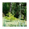 Allium - Saint Germain - Imagen 2