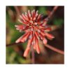 Aloe - Saint Germain - Imagen 2