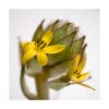 Curculigum - Saint Germain - Imagen 2