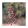 Erbum - Saint Germain - Imagen 2
