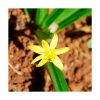 Gracilis - Saint Germain - Imagen 2