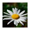 Margarida de Saint Germain (Margarita de Saint Germain) - Saint Germain - Imagen 2