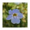 Grandiflora - Saint Germain - Imagen 2