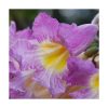 Ipê Roxo (Ipe púrpura) - Saint Germain - Imagen 2