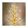 Purpureum - Saint Germain - Imagen 2