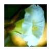 Saint Germain - Saint Germain - Imagen 2