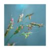 Sorgo - Saint Germain - Imagen 2