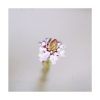 Verbena - Saint Germain - Imagen 2