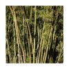 Bambusa - Saint Germain - Imagen 2