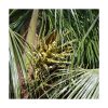 Cocos - Saint Germain - Imagen 2