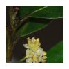 Laurus Nobilis - Saint Germain - Imagen 2