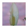 Lirio da Paz (Paz Lily) - Saint Germain - Imagen 2