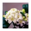 Myrtus - Saint Germain - Imagen 2
