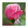 Rosa Rosa - Saint Germain - Imagen 2