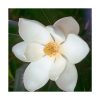 Lótus/Magnólia (Lotus / Magnolia) - Saint Germain - Imagen 2