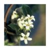 Canela - Saint Germain - Imagen 2