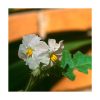 Flor Branca (Flor Blanca) - Saint Germain - Imagen 2