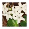 Jasmim Madagascar (Jazmín de Madagascar) - Saint Germain - Imagen 2