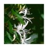 Madressilva (Madreselva) - Saint Germain - Imagen 2