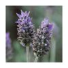 Lavanda de Saint Germain - Saint Germain - Imagen 2