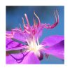 Lisiandra - Saint Germain - Imagen 2