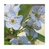 Maçã (Manzana) - Saint Germain - Imagen 2