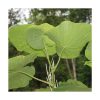 Umbellata - Saint Germain - Imagen 2