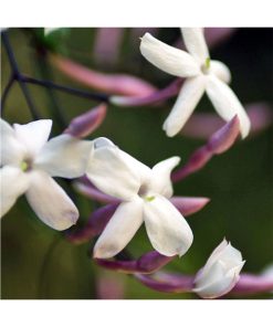 Jasmine Pink - Dulces comienzos - Star Essence