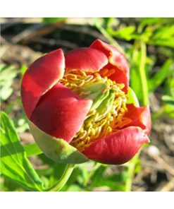 California Peony - Humility (Humildad, poder con gracia, carisma integrado) - Star Essences