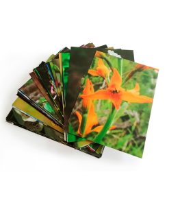 Cartas Kit Inicial (Esencias Patagonia) - Imagen 2