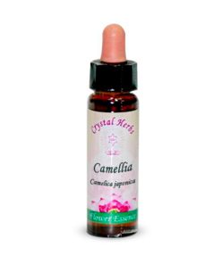 Camellia (Camelia)