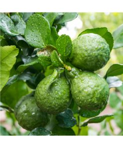 Aceite esencial Bergamota BIO - Imagen 2