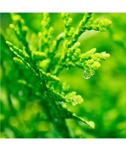 Aceite esencial Ciprés - Imagen 2