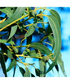 Aceite Esencial Eucalyptus globulus - Imagen 2