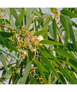 Aceite Esencial Eucalyptus citriodora BIO - Imagen 2