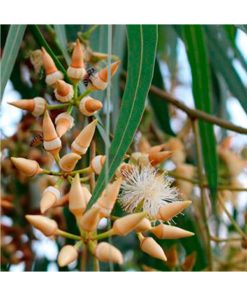 Aceite Esencial Eucalyptus radiata BIO - Imagen 2