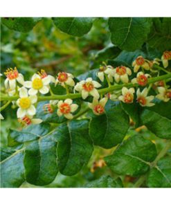 Aceite Esencial Incienso - Imagen 2