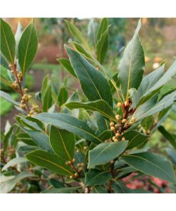 Aceite Esencial Laurel Noble - Imagen 2