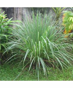 Aceite Esencial Lemongrass - Imagen 2