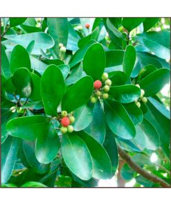 Aceite Esencial Mandravasarotra - Imagen 2