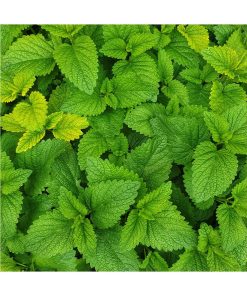 Aceite Esencial Menta Piperita - Imagen 2