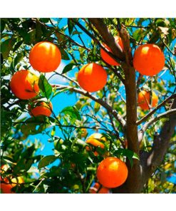 Aceite Esencial Naranja Dulce BIO - Imagen 2