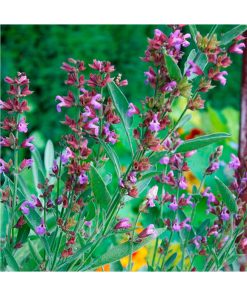 Aceite Esencial Salvia BIO - Imagen 2