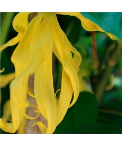 Aceite Esencial Ylang-Ylang - Imagen 2