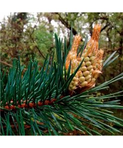 Aceite Esencial Pino Silvestre - Imagen 2