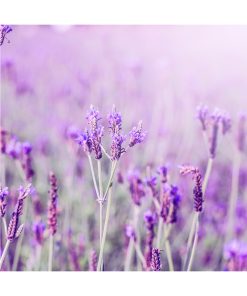 Aceite Esencial Lavanda Fina - Imagen 2