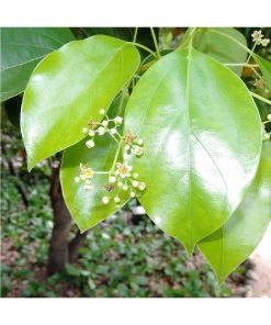 Aceite Esencial Ravinstara - Imagen 2