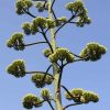 Centuary Agave - Imagen 2